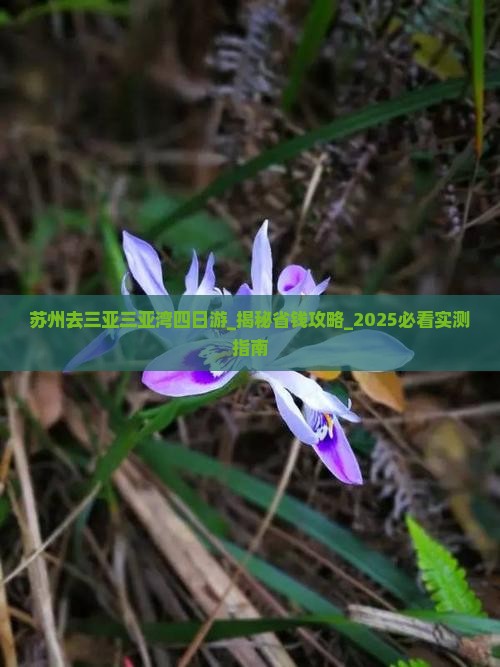 苏州去三亚三亚湾四日游