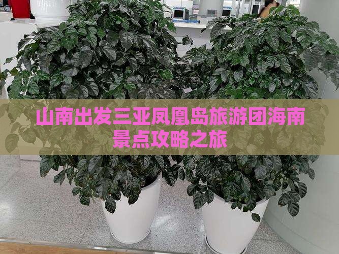 山南出发三亚凤凰岛大型旅游团