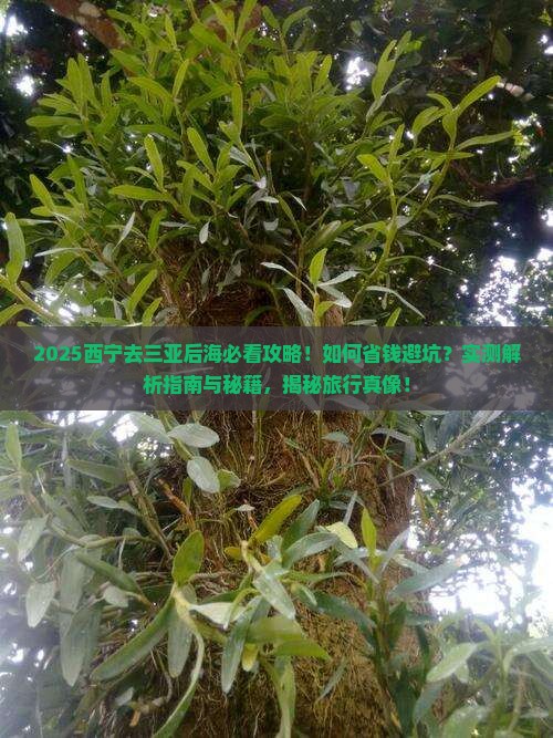西宁去三亚后海攻略