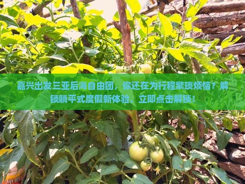 嘉兴出发三亚后海自由团 嘉兴出发三亚后海自由团
