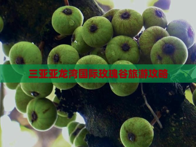 吉林去三亚亚龙湾国际玫瑰谷旅游打卡点