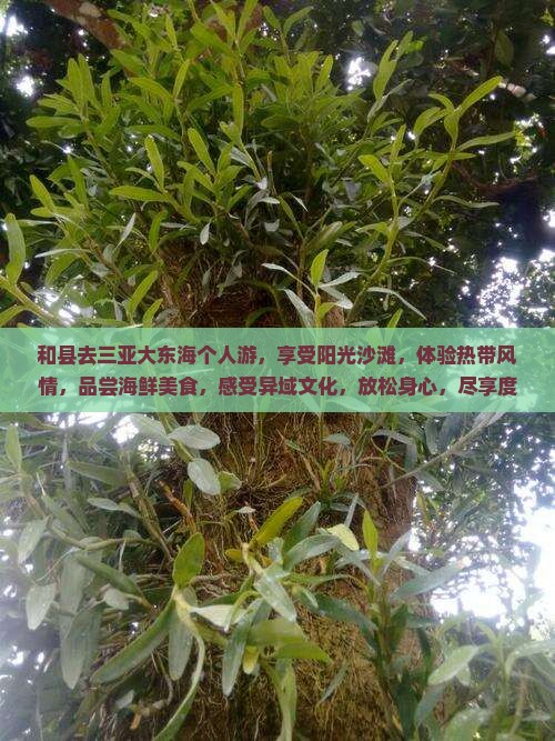 和县去三亚大东海个人游