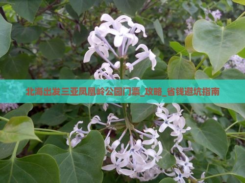 北海出发三亚凤凰岭公园门票