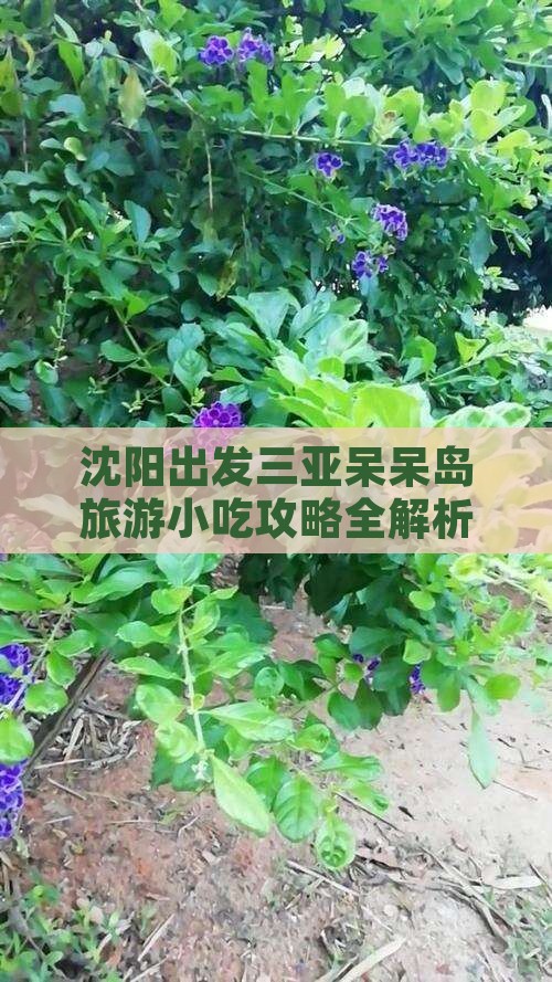 沈阳出发三亚呆呆岛旅游小吃攻略全解析