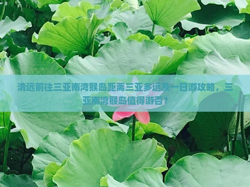 清远前往三亚南湾猴岛距离三亚多远及一日游攻略，三亚南湾猴岛值得游否？