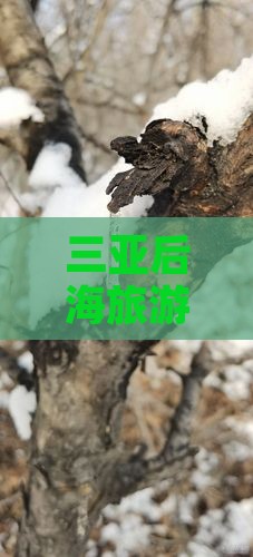 三亚后海旅游攻略：探秘海村美景及门票详情