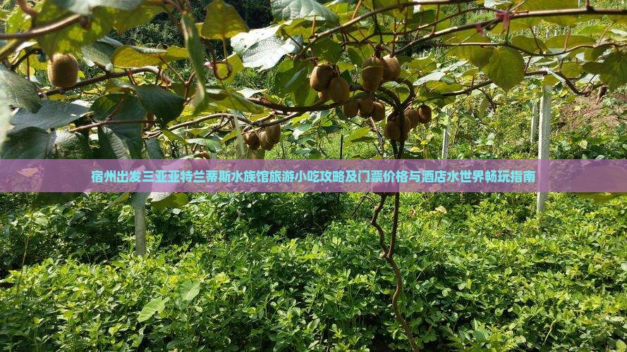 宿州出发三亚亚特兰蒂斯水族馆旅游小吃攻略及门票价格与酒店水世界畅玩指南