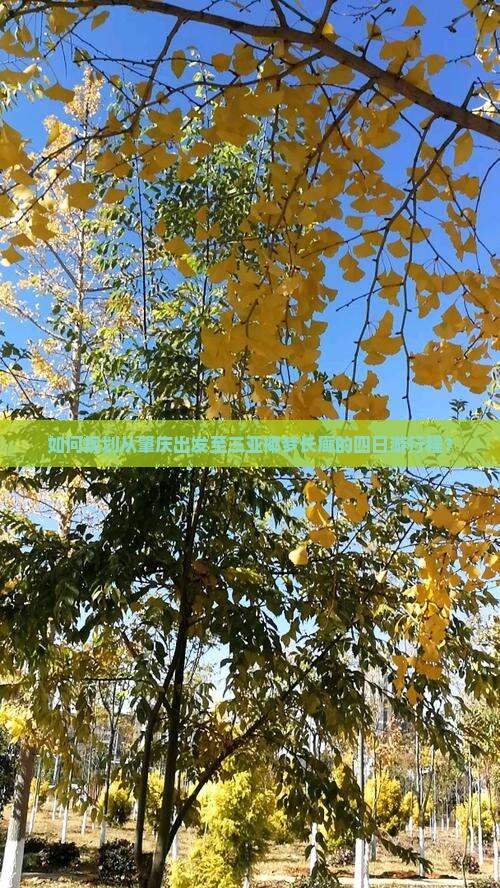 如何规划从肇庆出发至三亚椰梦长廊的四日游行程？
