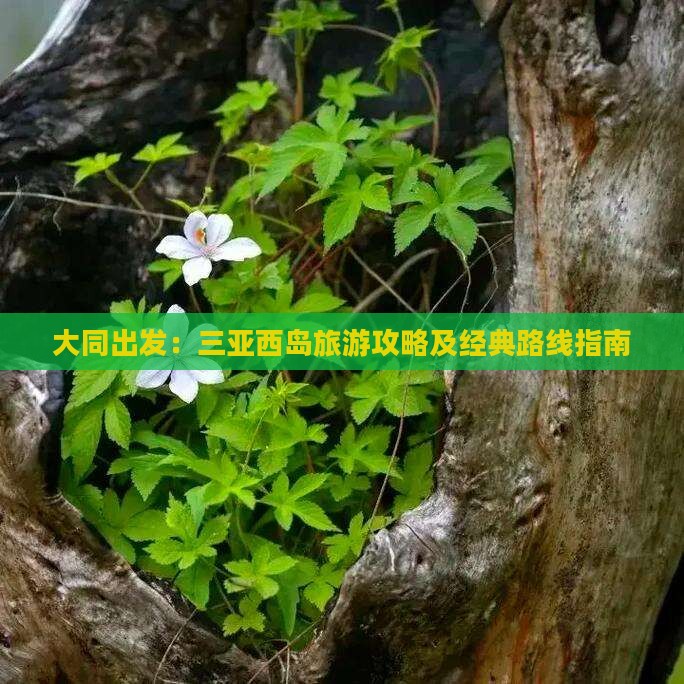大同出发：三亚西岛旅游攻略及经典路线指南