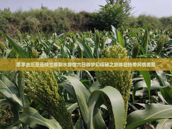 思茅去三亚亚特兰蒂斯水族馆六日游梦幻探秘之旅体验热带风情美景