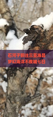 石河子前往三亚海昌梦幻海洋不夜城七日游