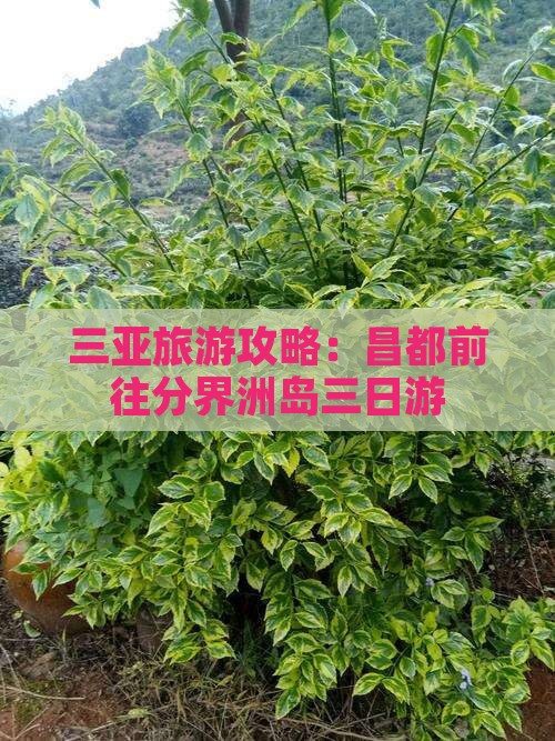 三亚旅游攻略：昌都前往分界洲岛三日游