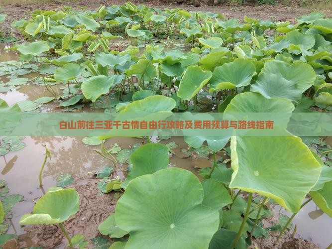 白山前往三亚千古情自由行攻略及费用预算与路线指南