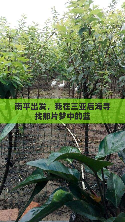 南平出发，我在三亚后海寻找那片梦中的蓝
