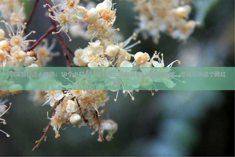 资深旅行达人亲测：10个必打卡！青岛到三亚海昌梦幻海洋不夜城，怎样玩转这个网红地？