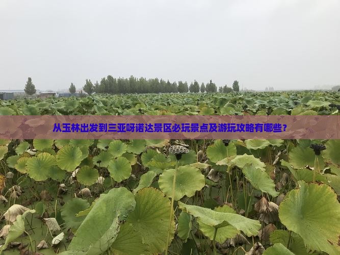 从玉林出发到三亚呀诺达景区必玩景点及游玩攻略有哪些？
