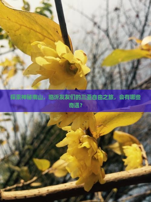 探索神秘南山，临沂友友们的三亚自由之旅，会有哪些奇遇？