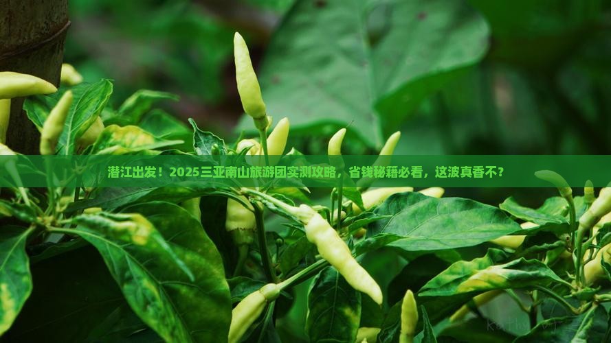 潜江前往三亚南山文化旅游区大型旅游团
