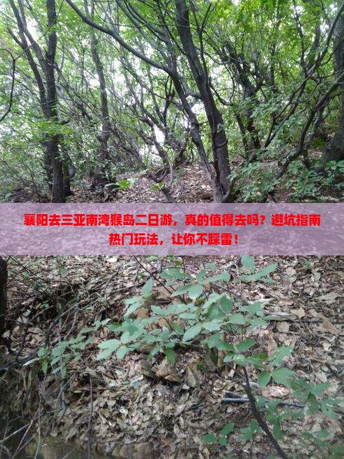 襄阳去三亚南湾猴岛二日游