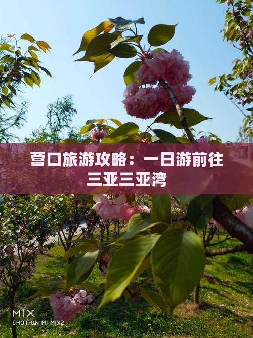 营口前往三亚三亚湾一日游