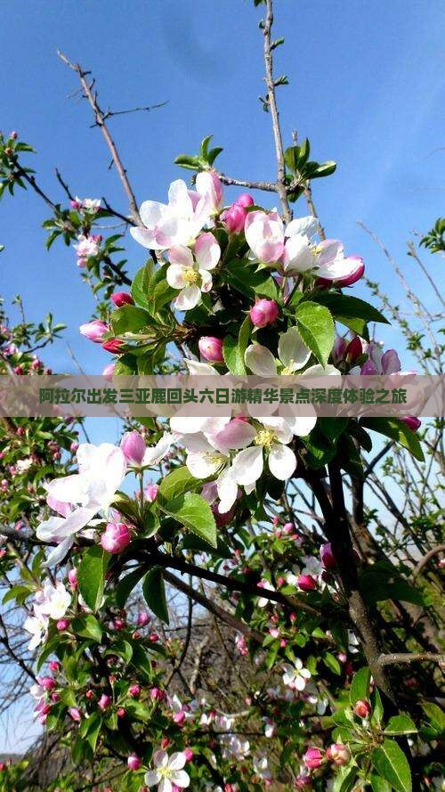 阿拉尔出发三亚鹿回头六日游精华景点深度体验之旅