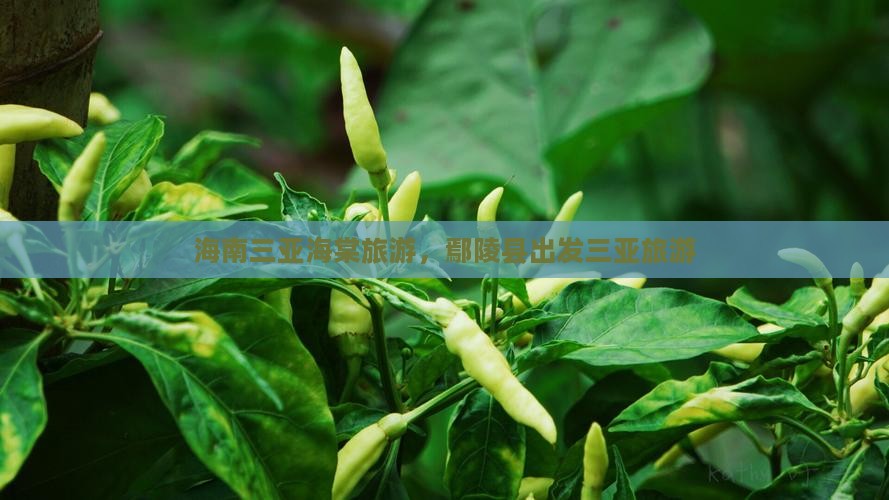 鄢陵县出发三亚海棠湾团体旅游