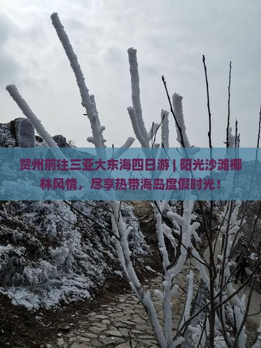 贺州前往三亚大东海四日游