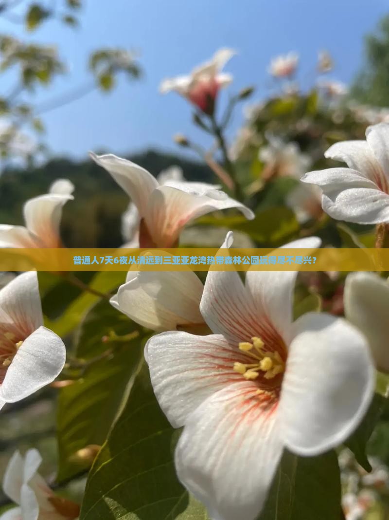 清远前往三亚亚龙湾热带森林公园七日游