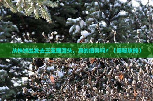 株洲出发三亚鹿回头个人游