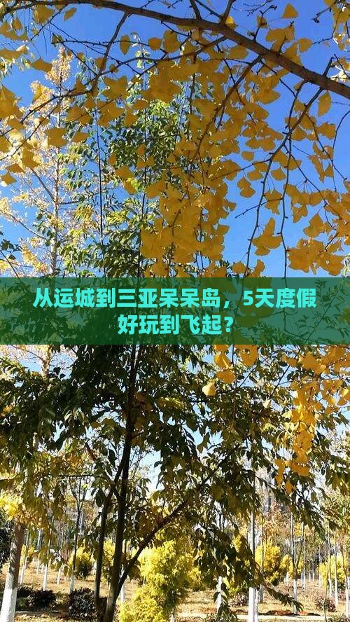 运城去三亚呆呆岛五日游