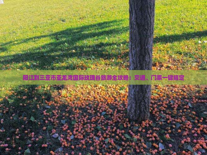 阳江出发三亚亚龙湾国际玫瑰谷旅游