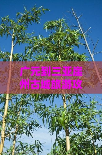 广元去三亚崖洲古城团体旅游
