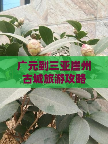广元去三亚崖洲古城团体旅游