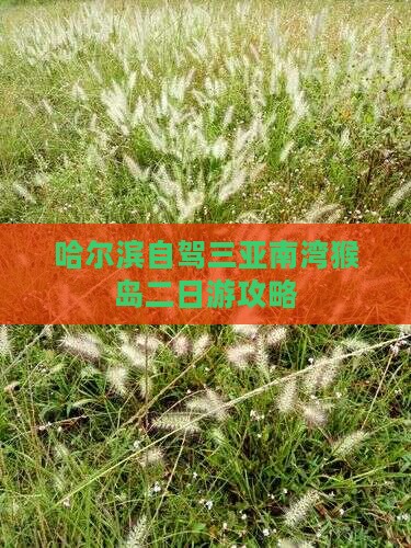哈尔滨出发三亚南湾猴岛二日游