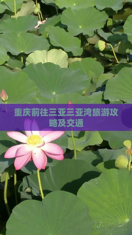 重庆前往三亚三亚湾旅游攻略及交通