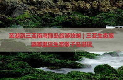 芜湖去三亚南湾猴岛哪里玩