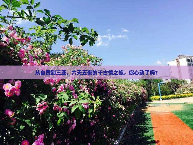 自贡出发三亚千古情六日游