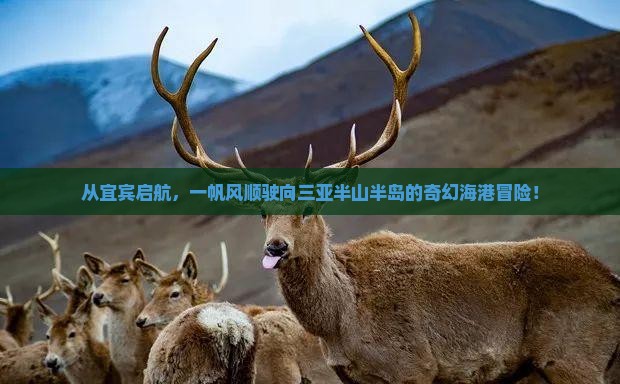 宜宾出发三亚半山半岛帆船港一日游