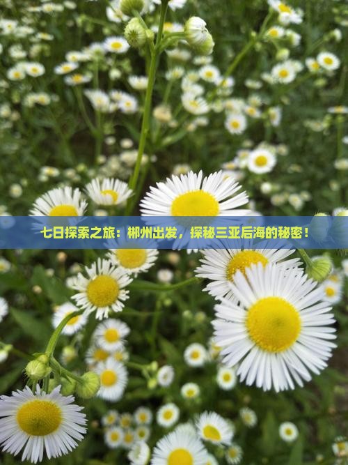 郴州前往三亚后海七日游