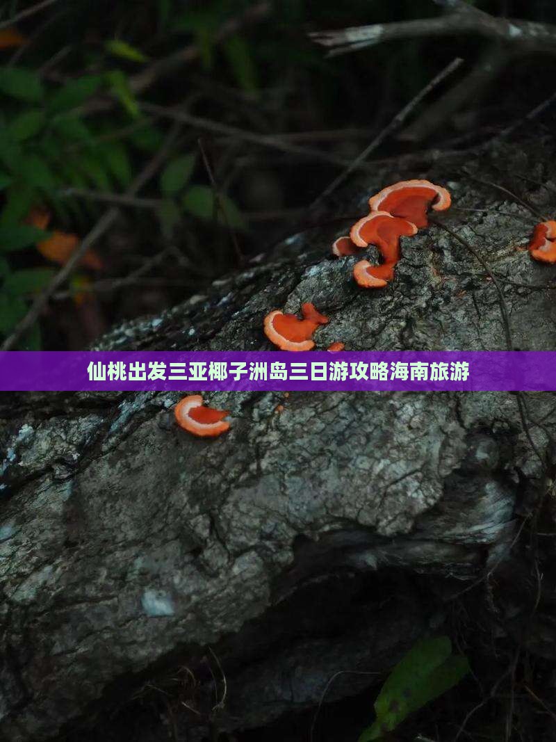 仙桃出发三亚椰子洲岛三日游