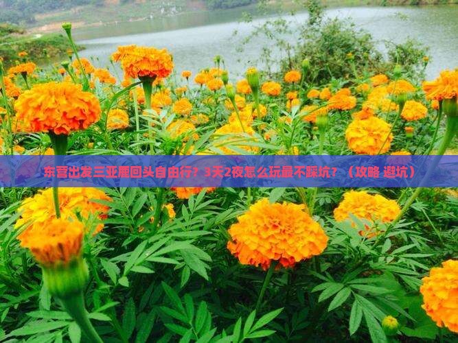 东营出发三亚鹿回头自由行