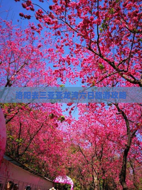 洛阳去三亚亚龙湾热带森林公园六日游 洛阳去三亚亚龙湾热带森林公园六日游
