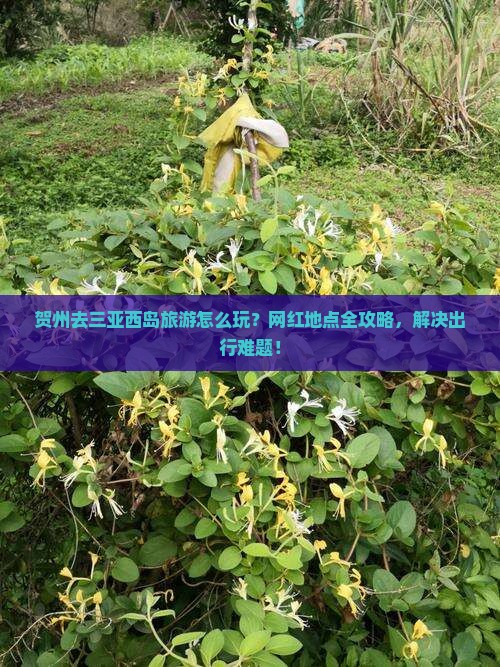 贺州去三亚西岛旅游网红地点