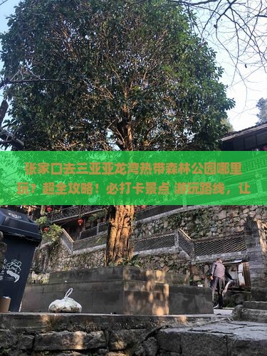 张家口去三亚亚龙湾热带森林公园哪里玩