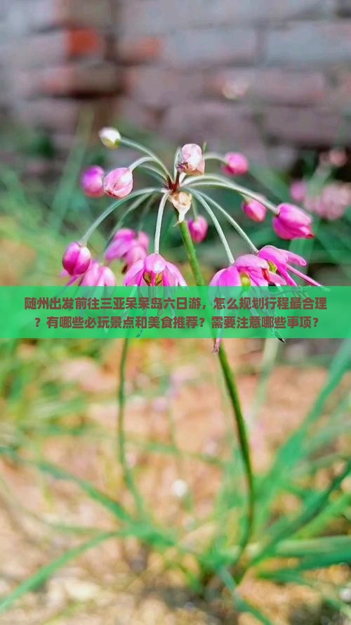 随州前往三亚呆呆岛六日游