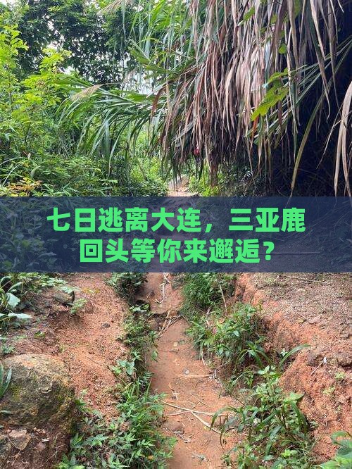 大连去三亚鹿回头七日游 大连去三亚鹿回头七日游