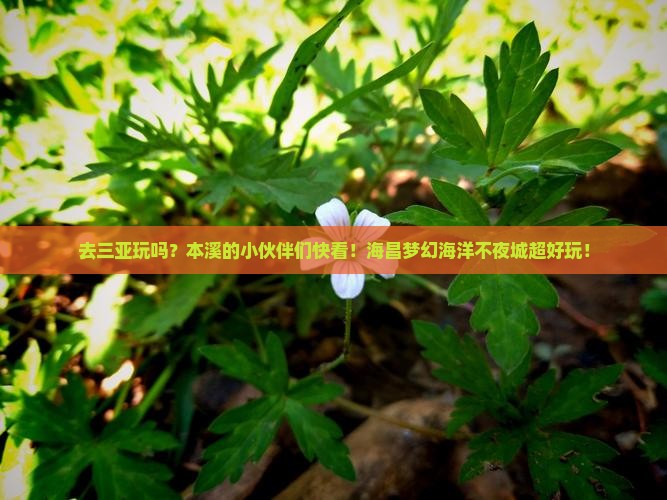 本溪去三亚海昌梦幻海洋不夜城旅行社