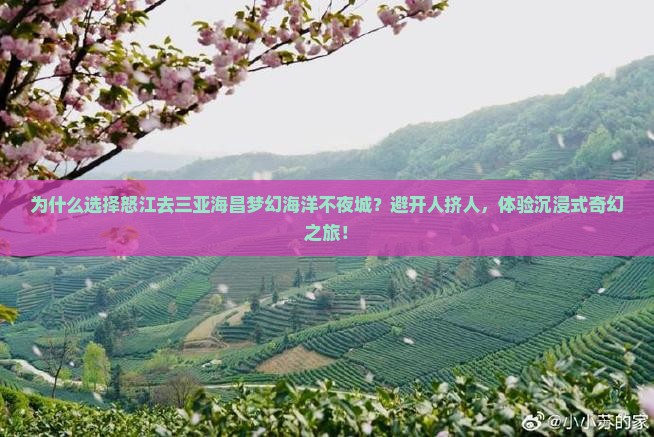 怒江去三亚海昌梦幻海洋不夜城攻略