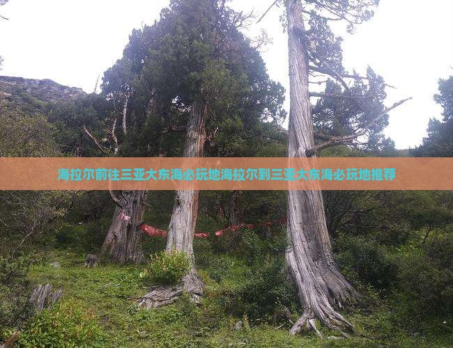 海拉尔前往三亚大东海必玩地