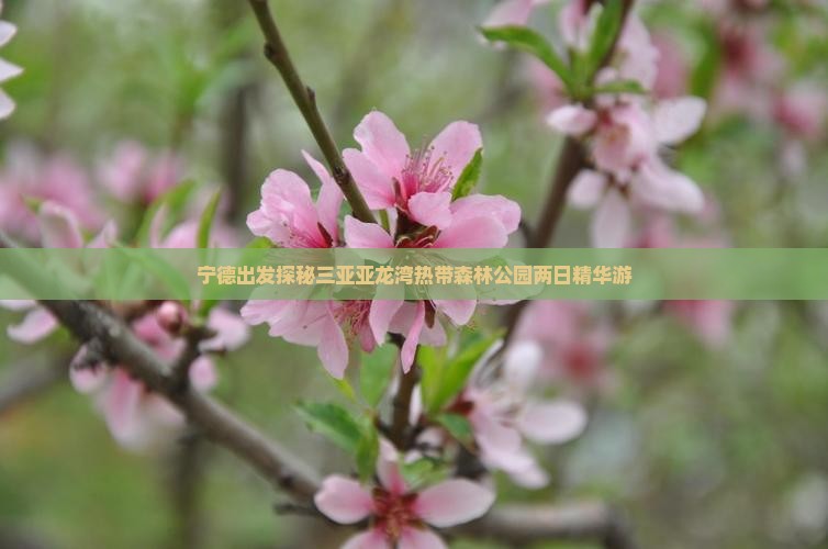 宁德出发探秘三亚亚龙湾热带森林公园两日精华游